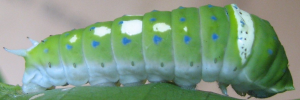 Larvae